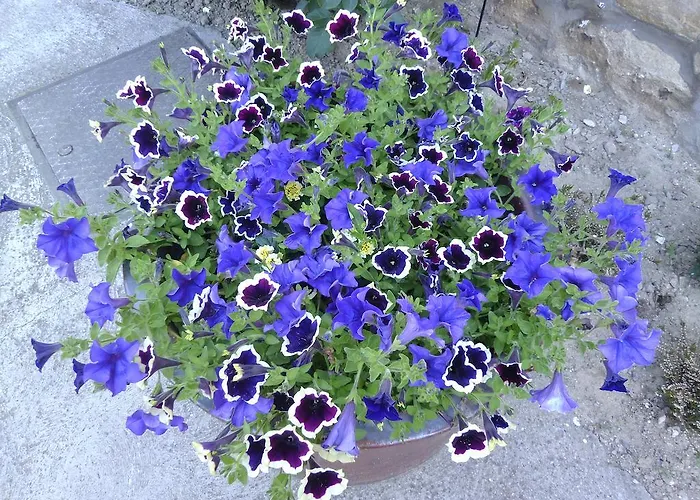 Guest house Budai Vam Apartmanhaz